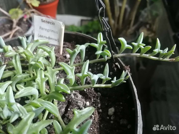 Оттона мясистая