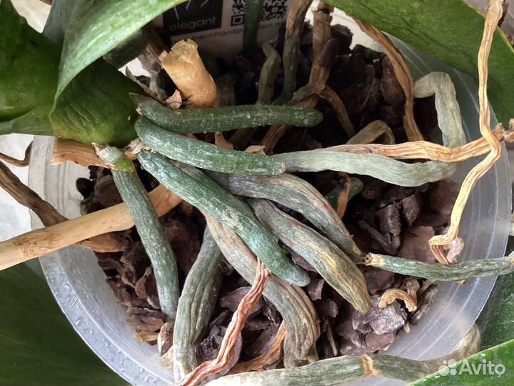 Орхидея фаленопсис