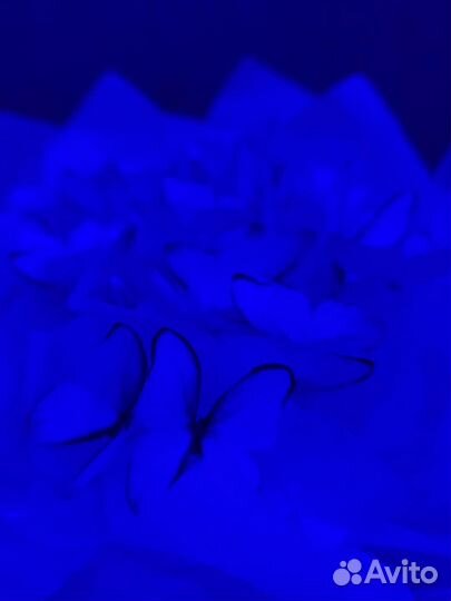 Букет из бабочек