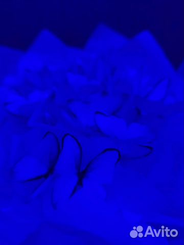 Букет из бабочек