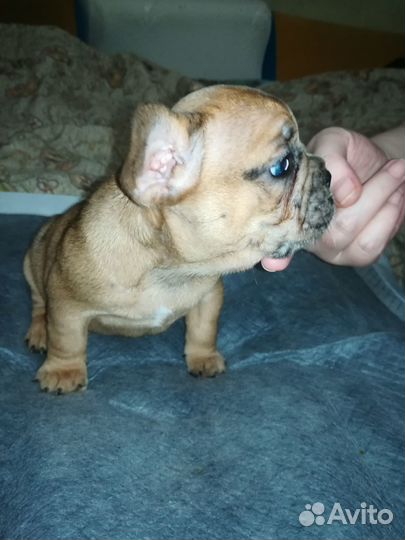 Французский бульдог щенки девочки