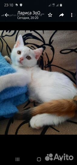 Котенок(девочка)