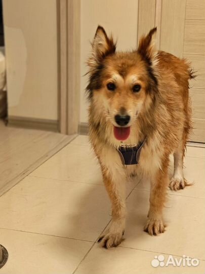 Собака в добрые руки