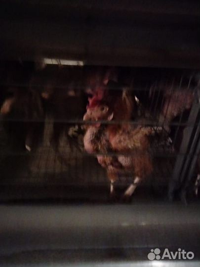 Куры несушки
