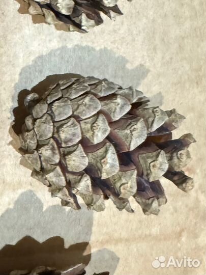 Игрушка шишка