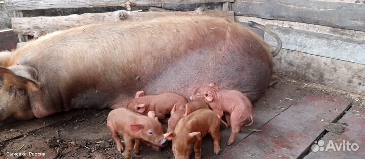 Поросята дюрок