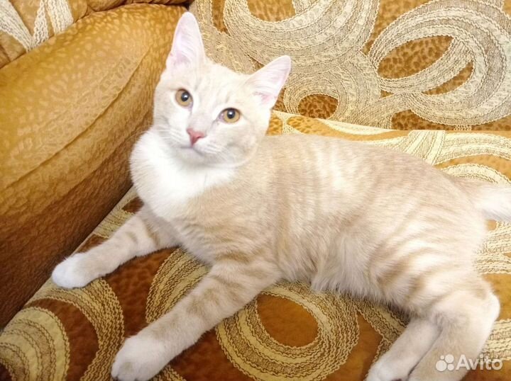 Кот в добрые руки