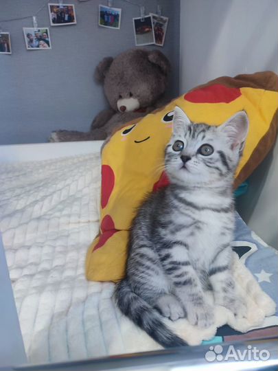 Шотландская прямоухая