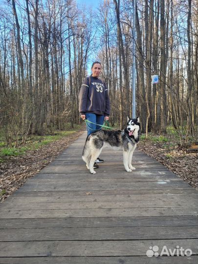 Выгулять собаку