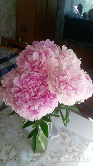 Пион Альберт Крусс