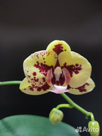Орхидея фаленопсис