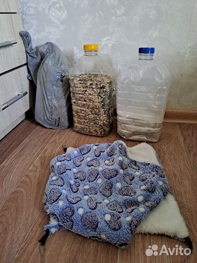 Белка дегу со всем необходимым