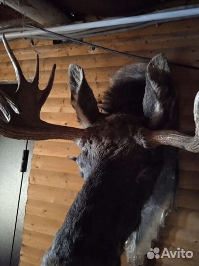 Чучело головы лося