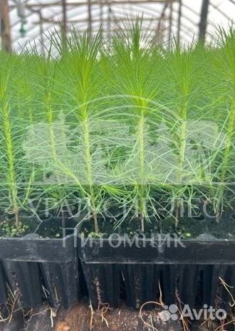 Зкс Сосна сеянцы Ели Лиственницы окс Голуб Горная