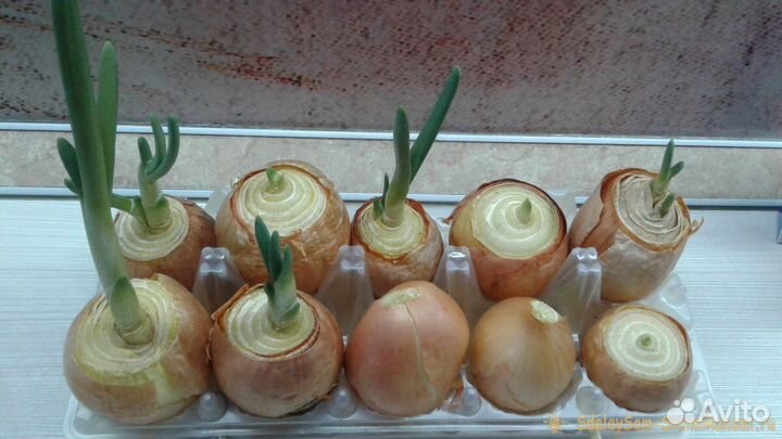 Лук на выгонку пера Каратал Халцедон