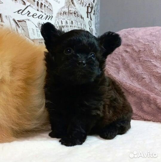 Шпицепу - щенок дизайнерской породы