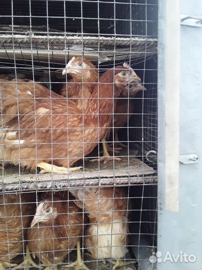 Куры несушки. Разных пород. Доставка на Дом