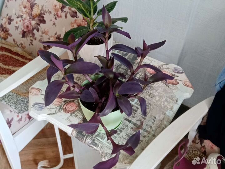 Продам детки растений