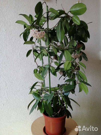 Хойя розовая в цвету