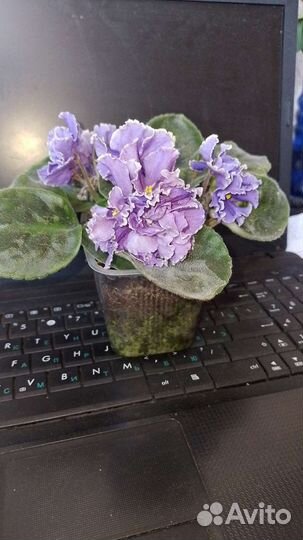 Сортовые фиалки