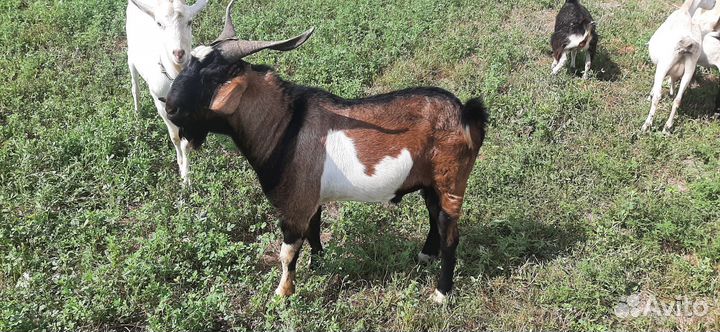 Нубийский козел