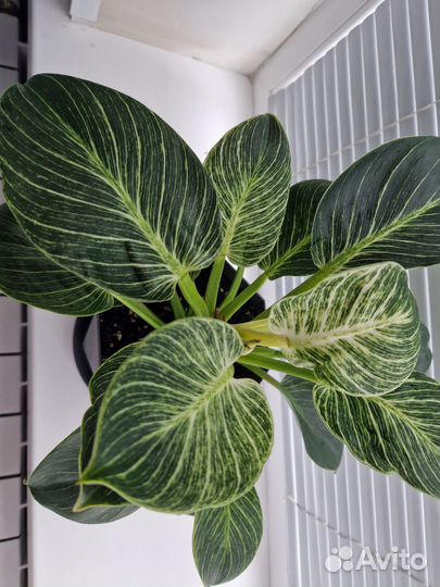 Филодендрон