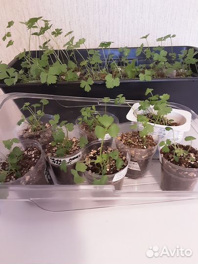 Рассада петрушки, базилика, сельдерея