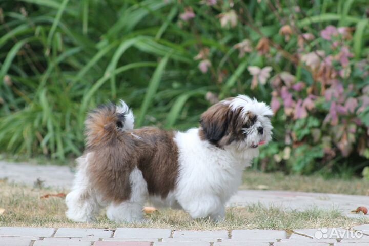Щенок Ши-тцу девочка