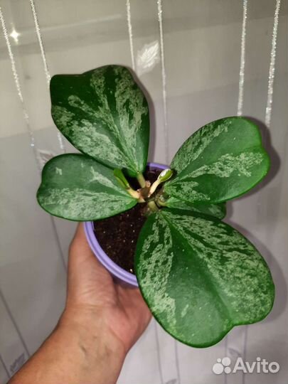 Хойя Керри (сердечко)