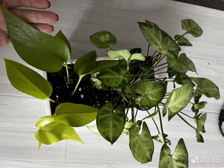 Сциндапсус неон