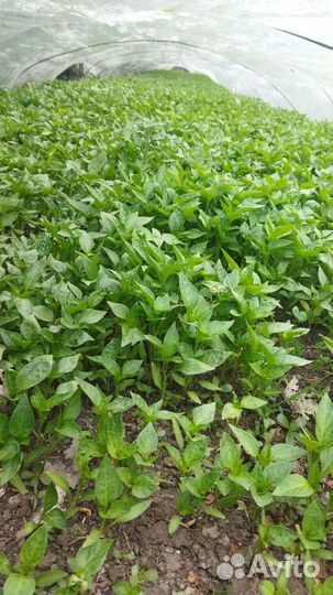 Рассада помидор