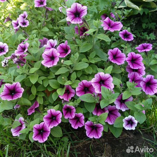 Петуньи Рассада
