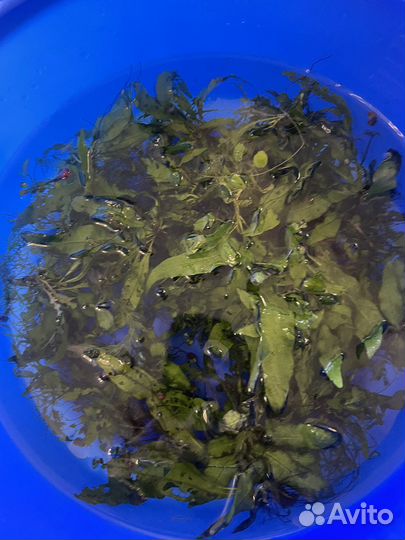 Водоросли для аквариума