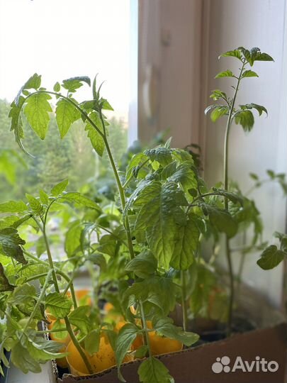 Рассада помидор черри