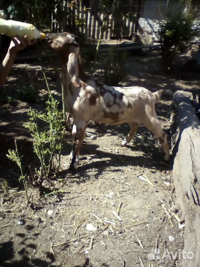 Англо нубийские козлята