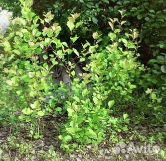 Саженцы боярышника