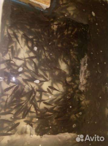 Живец карась крупный