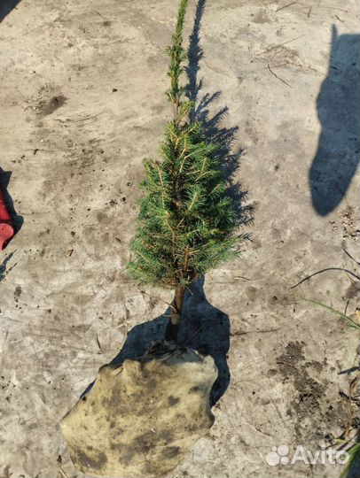 Ель колючая