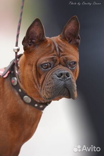 Собака модель редкой породы для фотосесии