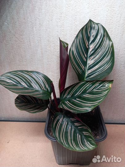 Калатея Сандериана