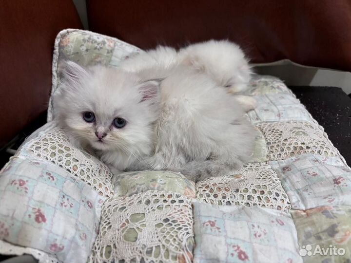 Шотландские котодетки