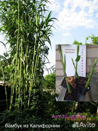 Саженнцы бамбука Калифорния