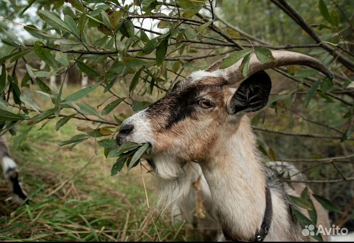 Сгущёнка домашняя из козьего молока