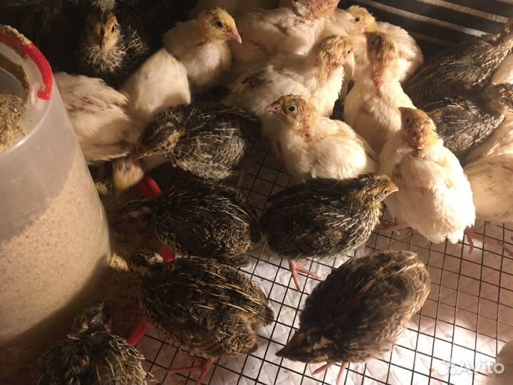 Перепела продажа