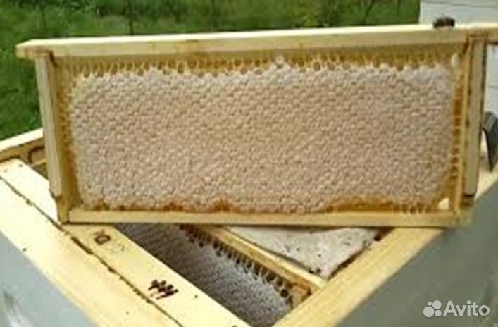 Мед Алтайский оптом