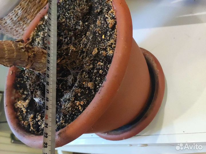 Пальма юкка