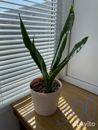 Сансевиерия