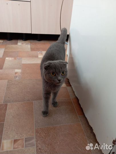 Отдам кота в добрые руки