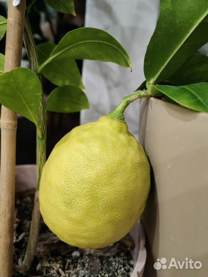 Лимоны Меера, Лунарио, Павловский