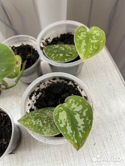 Филодендрон Миканс, сциндапсус